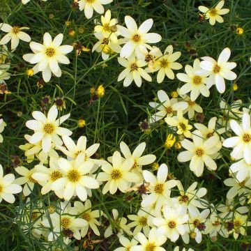 Coreopsis verticillata Moonbeam - Meisjesogen