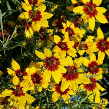Coreopsis verticillata S&S Curry Up - Meisjesogen