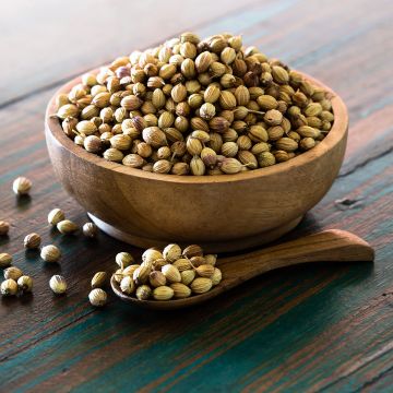Koriander fijnzadig, traagschietend - Coriandrum sativum