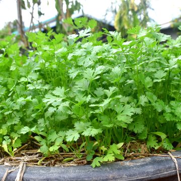 Koriander - Coriandrum sativum (jonge planten)