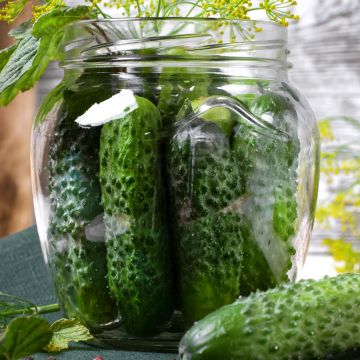 Augurk Diamant F1 BIO