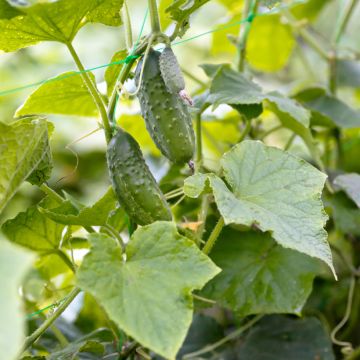 Augurk Vert Petit de Paris Ferme BIO
