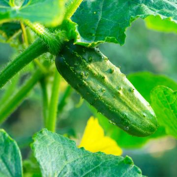 Augurk Vert Petit de Paris - Vilmorin