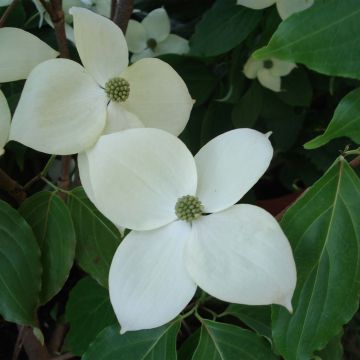 Cornus nuttalii Eddies White Wonder - Grootbloemige kornoelje