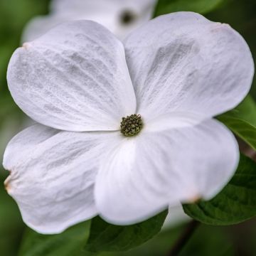 Cornus nuttalii Eddies White Wonder - Grootbloemige kornoelje