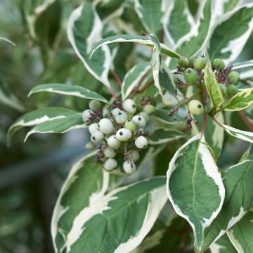 Cornus alba Elegantissima - Witte kornoelje