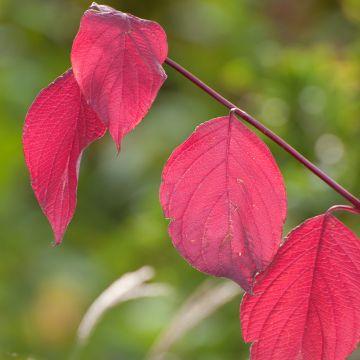 Cornus alba Sibirica - Witte kornoelje