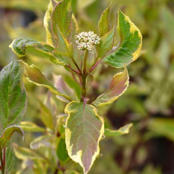 Cornus alba Spaethii - Witte kornoelje