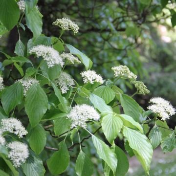 Cornus alternifolia - Pagodekornoelje