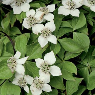 Cornus canadensis - Kruipende kornoelje
