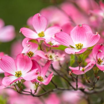 Cornus florida Cherokee Chief - Amerikaanse kornoelje