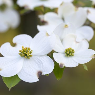 Cornus florida - Amerikaanse kornoelje