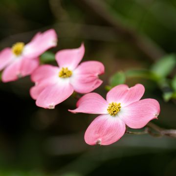 Cornus florida Rubra - Amerikaanse kornoelje