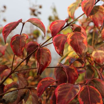 Cornus kousa Bonfire - Japanse kornoelje