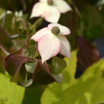 Cornus kousa Cappuccino - Japanse kornoelje