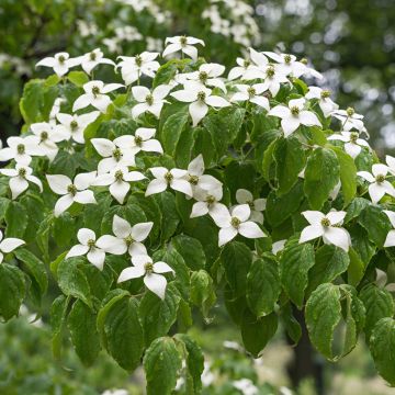Cornus kousa Chinensis - Japanse kornoelje