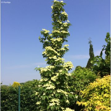 Cornus kousa Flower Tower - Japanse kornoelje