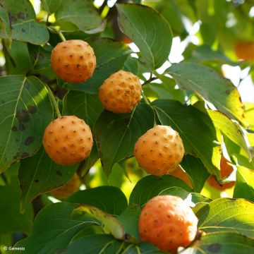 Cornus kousa Mandarin Jewel - Japanse kornoelje