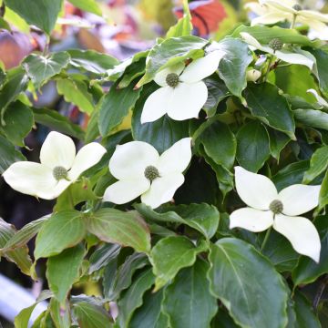 Cornus kousa Teutonia - Japanse kornoelje