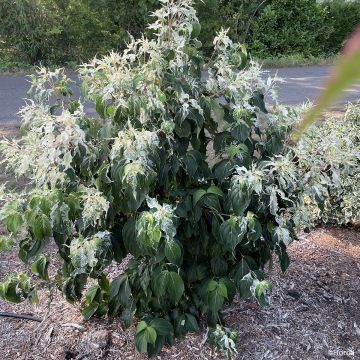 Cornus kousa Watermelon Sugar - Japanse kornoelje