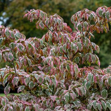 Cornus kousa Wolf Eyes - Japanse kornoelje