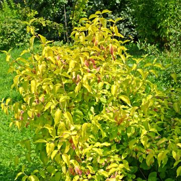 Cornus mas Aurea - Gele kornoelje