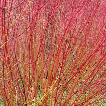 Cornus sanguinea Mid Winter Fire - Rode kornoelje