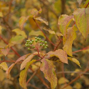 Cornus sanguinea Winter Beauty - Rode kornoelje