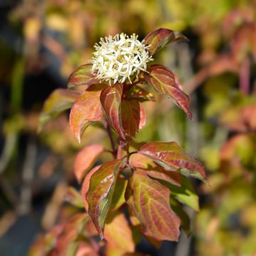 Cornus sanguinea Winter Beauty - Rode kornoelje