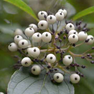 Cornus sericea Baileyi - Canadese kornoelje