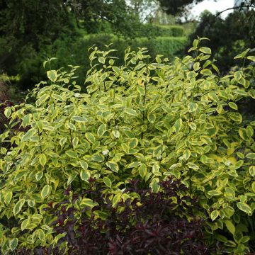 Cornus sericea Hedgerows Gold - Canadese kornoelje