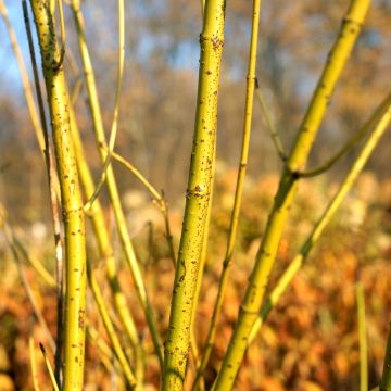 Cornus stolonifera Flaviramea - Canadese kornoelje