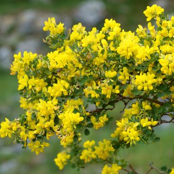 Coronilla valentina Glauca - Kroonkruid