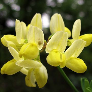 Coronilla valentina glauca Citrina - Kroonkruid