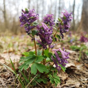 Corydalis sp. from Sichuan - Helmbloem