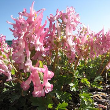 Corydalis solida Bird of Paradise - Vingerhelmbloem