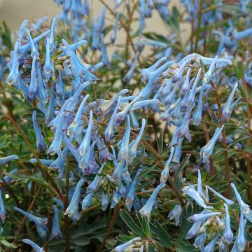 Corydalis flexuosa Porcelain Blue - Helmbloem