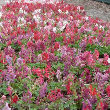 Corydalis solida Rainbow Mix - Vingerhelmbloem