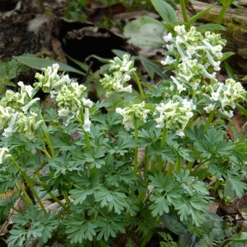 Corydalis solida White Swallow - Vingerhelmbloem