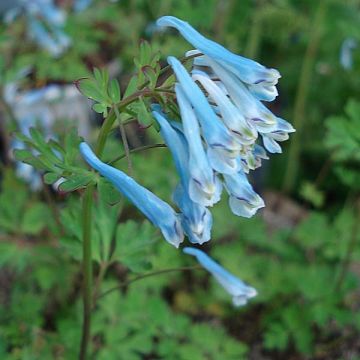Corydalis flexuosa Blue Panda - Blauwe helmbloem