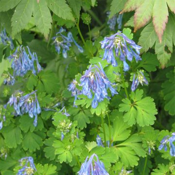 Corydalis flexuosa Purple Leaf - Helmbloem