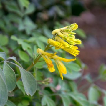 Corydalis lutea - Gele helmbloem