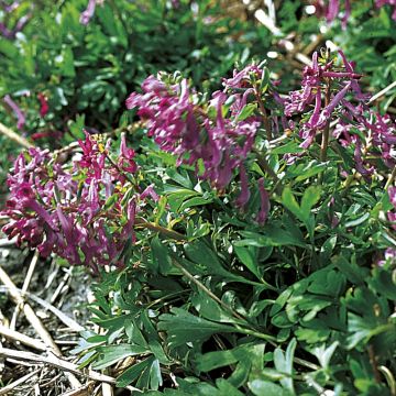 Corydalis pumila - Helmbloem