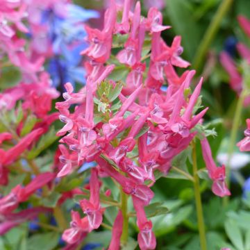 Corydalis solida GP Baker - Vingerhelmbloem