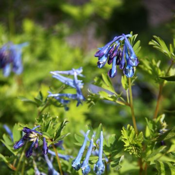 Corydalis elata Blue Summit - Helmbloem