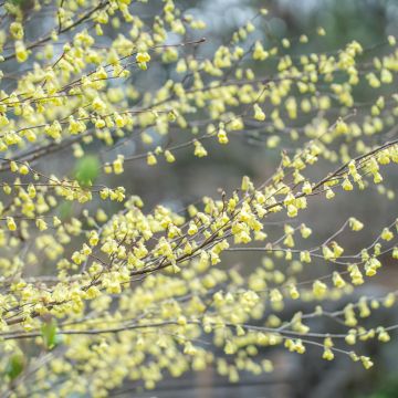 Corylopsis pauciflora - Schijnhazelaar