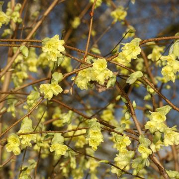 Corylopsis sinensis sinensis - Schijnhazelaar