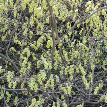 Corylopsis spicata - Toortsslingeraar