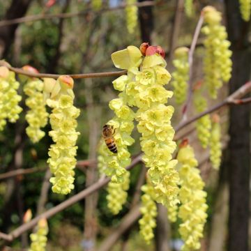 Corylopsis sinensis sinensis - Schijnhazelaar