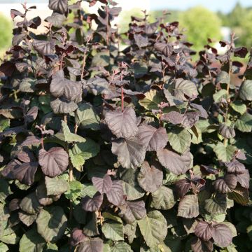 Corylus avellana Annys Red Dwarf - Hazelaar